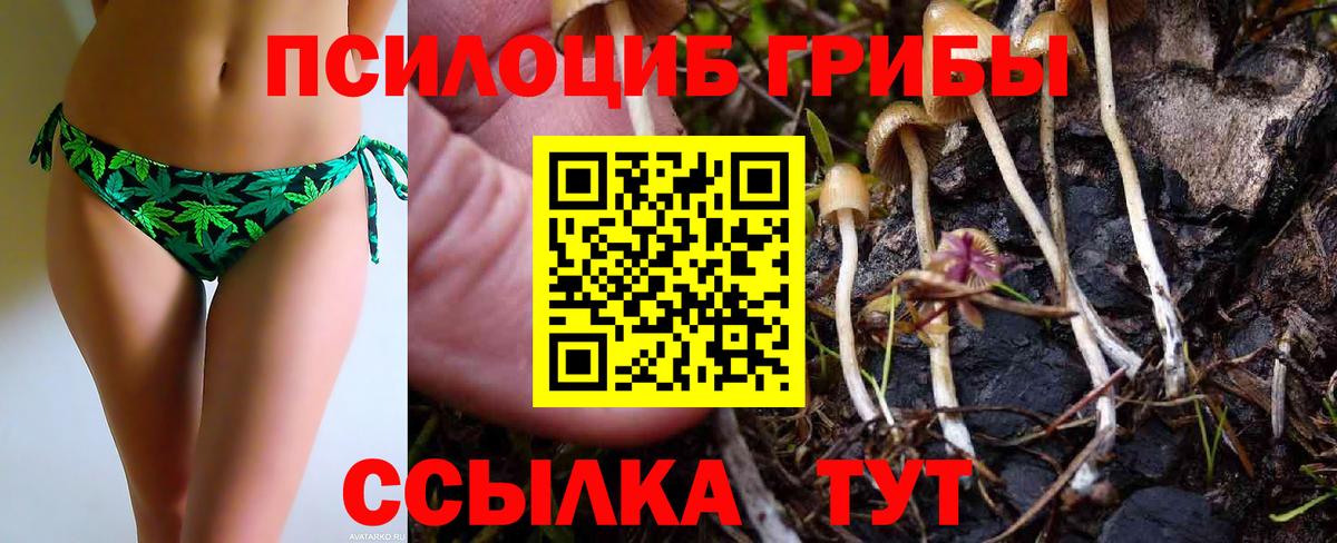 Галлюциногенные грибы Psilocybe Йошкар-Ола